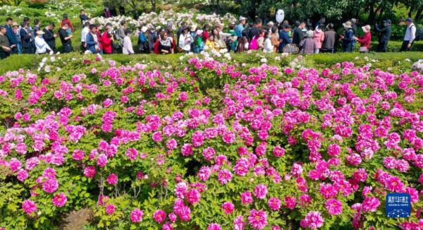 春和景明享春光