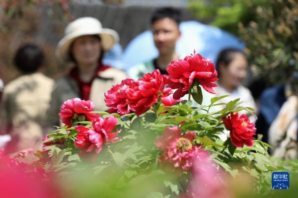 春和景明享春光