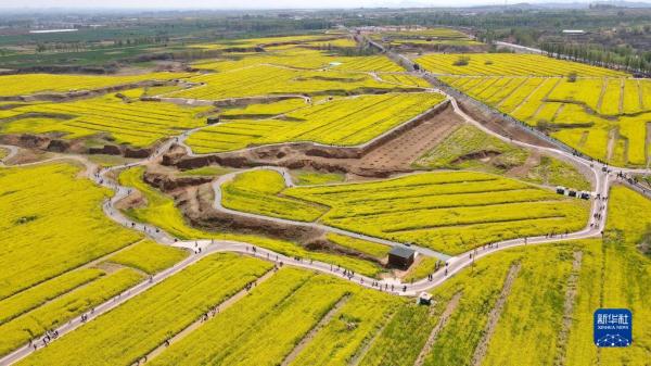 河北沙河：油菜花海里享春光