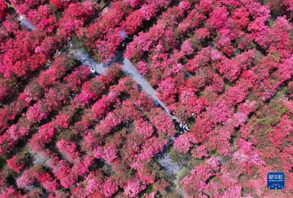 春和景明享春光