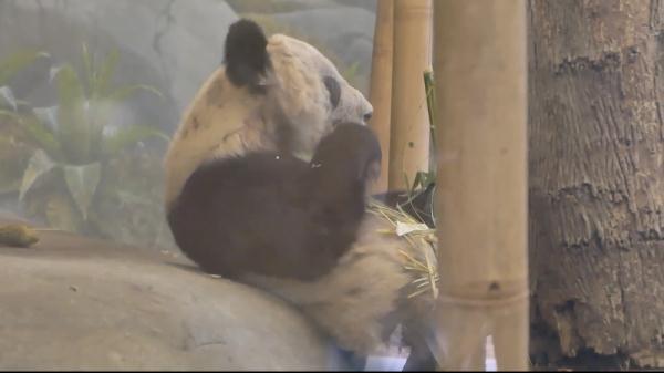 全球连线 | 美国孟菲斯动物园为大熊猫“丫丫”举行欢送会