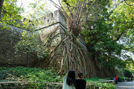 明城墙与大榕树双伴双生