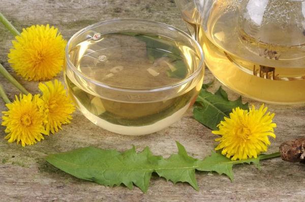 蒲公英全身都是宝,但有“三不喝”! 蒲公英全身都是宝,但有“三不喝”!