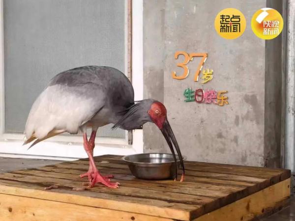 破纪录！全球最长寿朱鹮平平37岁啦！
