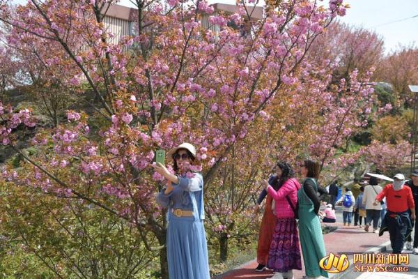 最美四月天 汶川漩口赵公山千亩樱花等你来看