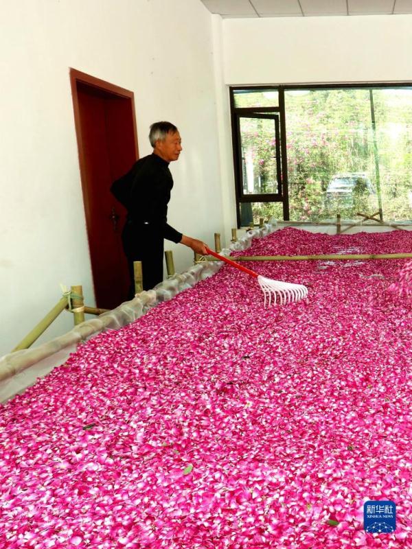 四川仁寿:荒山变花海 村美人致富 四川仁寿:荒山变花海 村美人致富