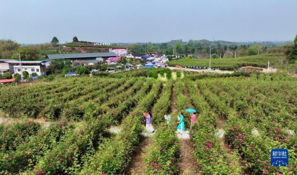 四川仁寿:荒山变花海 村美人致富 四川仁寿:荒山变花海 村美人致富