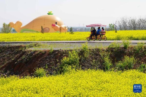 河北沙河：油菜花海里享春光