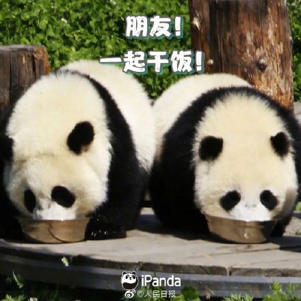 收藏!周一专用熊猫表情包 收藏!周一专用熊猫表情包