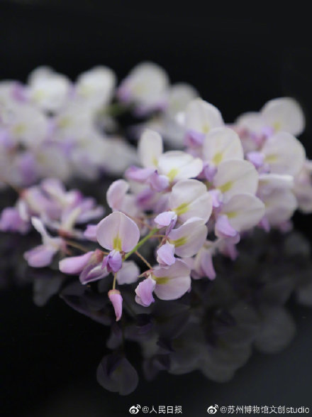 苏州近500年的紫藤是懂配色的