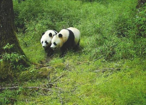 火爆全网的“顶流”大熊猫与气候有何“羁绊”? 火爆全网的“顶流”大熊猫与气候有何“羁绊”?