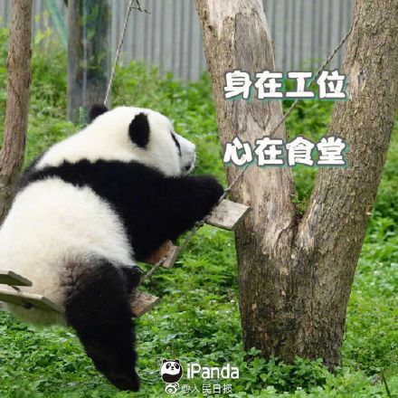收藏!周一专用熊猫表情包 收藏!周一专用熊猫表情包