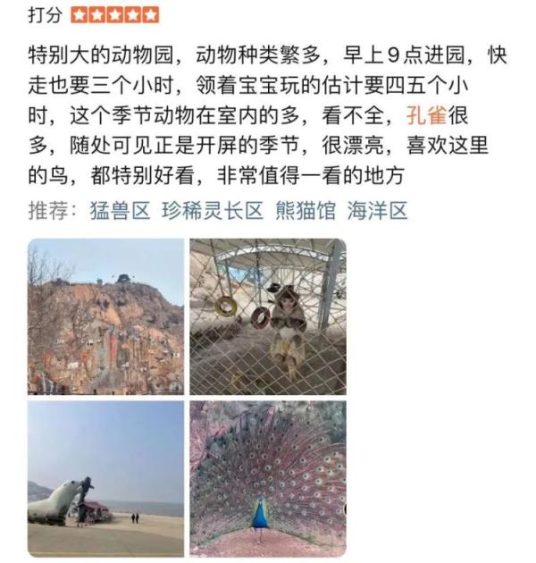 把“同事”吃了！山东一动物园老虎吃了孔雀