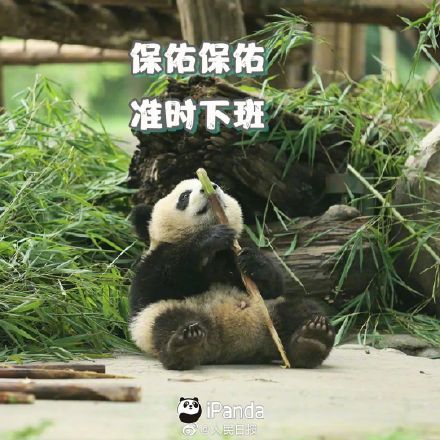 收藏!周一专用熊猫表情包 收藏!周一专用熊猫表情包