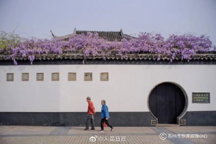 苏州近500年的紫藤是懂配色的