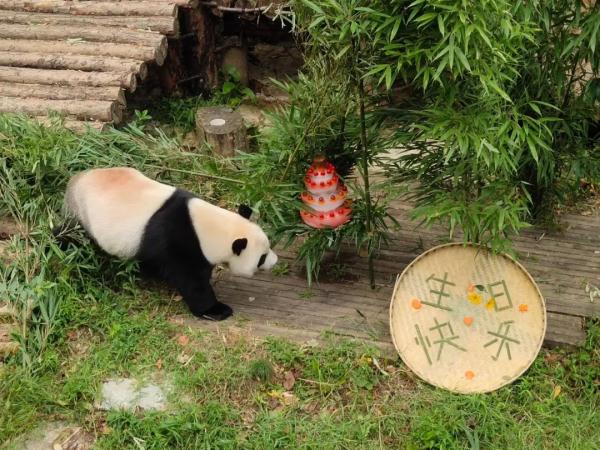 海浜耍宝、星宝犯懒，贵阳这两只大熊猫超萌！网友：可能是全国“性价比”最高的熊猫馆