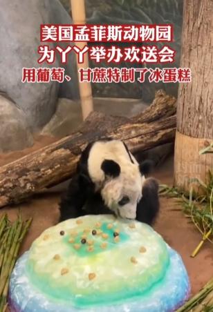 丫丫正式移交中方！孟菲斯动物园办告别派对