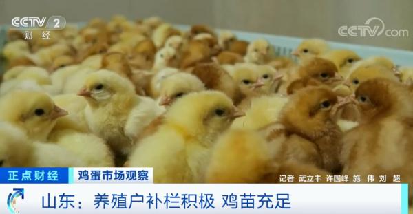 当前全国鸡蛋产能处于合理区间 鸡蛋供应充足 当前全国鸡蛋产能处于合理区间 鸡蛋供应充足