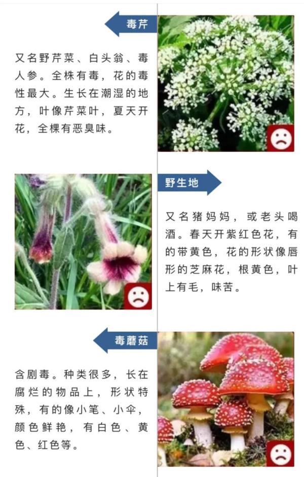 这种自己“融化”的蘑菇，别碰！还有这些提醒