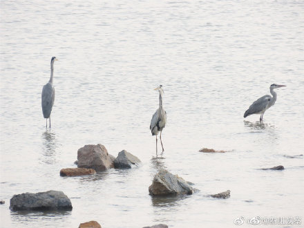 野生动物小百科-苍鹭