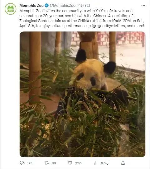 丫丫正式移交中方！孟菲斯动物园办告别派对