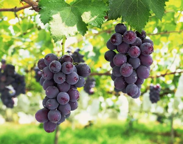 这类水果不能这样吃？吃错了后果不可想象