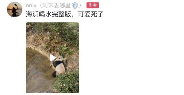 海浜耍宝、星宝犯懒，贵阳这两只大熊猫超萌！网友：可能是全国“性价比”最高的熊猫馆
