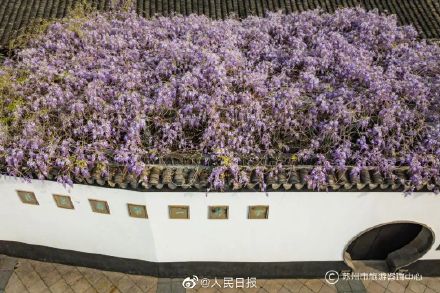 苏州近500年的紫藤是懂配色的