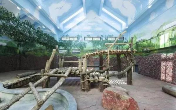 海浜耍宝、星宝犯懒，贵阳这两只大熊猫超萌！网友：可能是全国“性价比”最高的熊猫馆