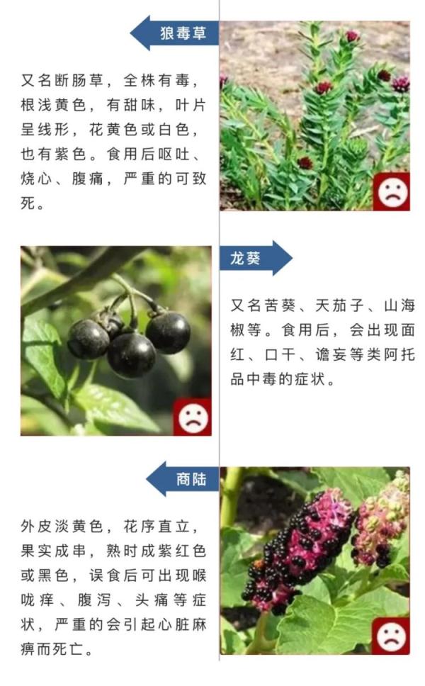 这种自己“融化”的蘑菇，别碰！还有这些提醒