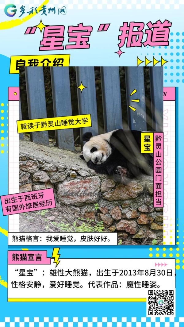 海浜耍宝、星宝犯懒，贵阳这两只大熊猫超萌！网友：可能是全国“性价比”最高的熊猫馆