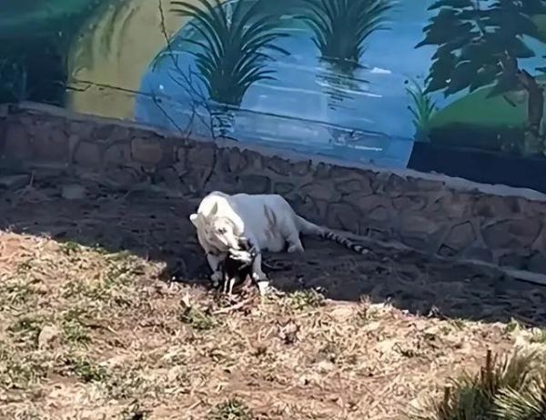 把“同事”吃了！山东一动物园老虎吃了孔雀