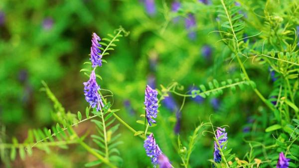 苏东坡最喜欢的“元修菜”，究竟是啥味道？