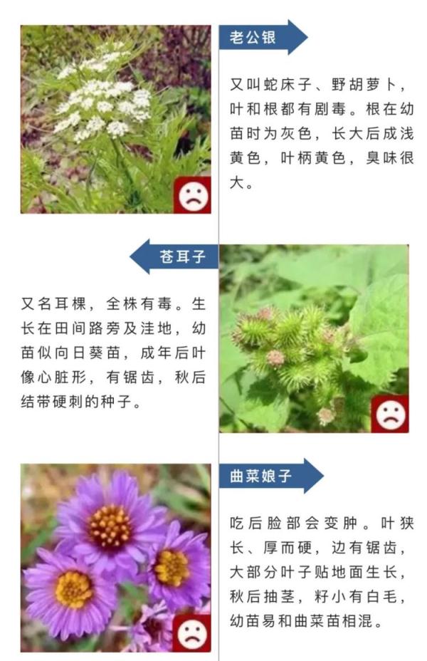 这种自己“融化”的蘑菇，别碰！还有这些提醒