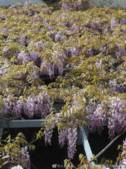 苏州近500年的紫藤是懂配色的