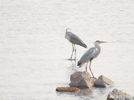 野生动物小百科-苍鹭