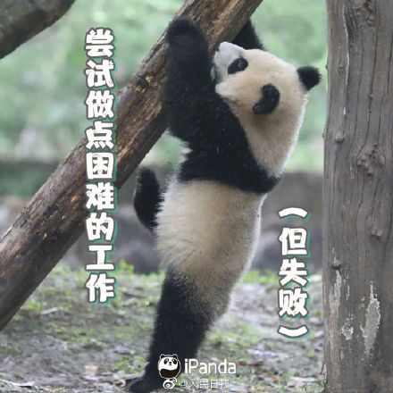 收藏!周一专用熊猫表情包 收藏!周一专用熊猫表情包