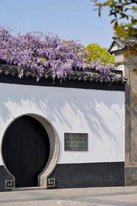 苏州近500年的紫藤是懂配色的