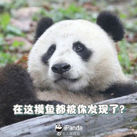 收藏!周一专用熊猫表情包 收藏!周一专用熊猫表情包