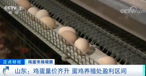 当前全国鸡蛋产能处于合理区间 鸡蛋供应充足 当前全国鸡蛋产能处于合理区间 鸡蛋供应充足