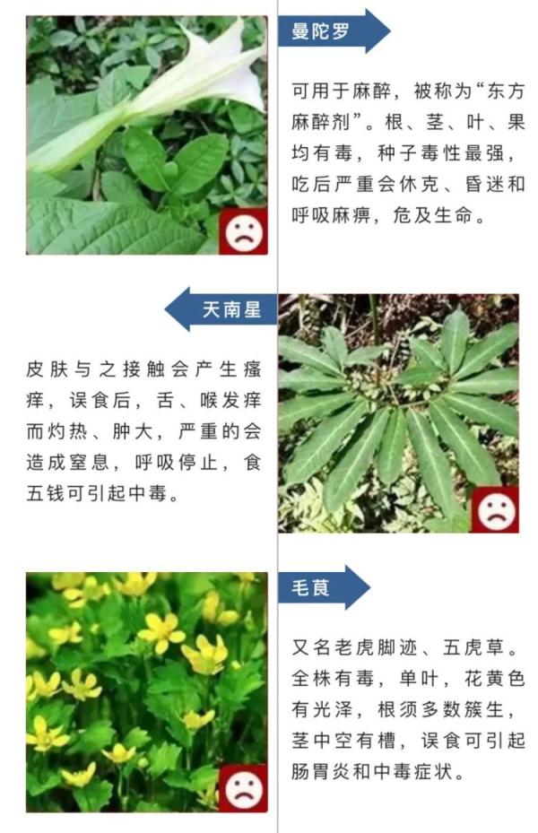 这种自己“融化”的蘑菇，别碰！还有这些提醒