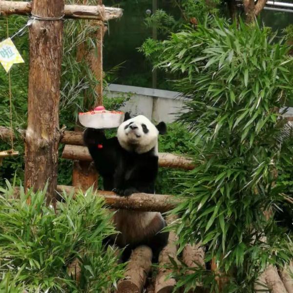 海浜耍宝、星宝犯懒，贵阳这两只大熊猫超萌！网友：可能是全国“性价比”最高的熊猫馆