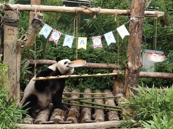 海浜耍宝、星宝犯懒，贵阳这两只大熊猫超萌！网友：可能是全国“性价比”最高的熊猫馆
