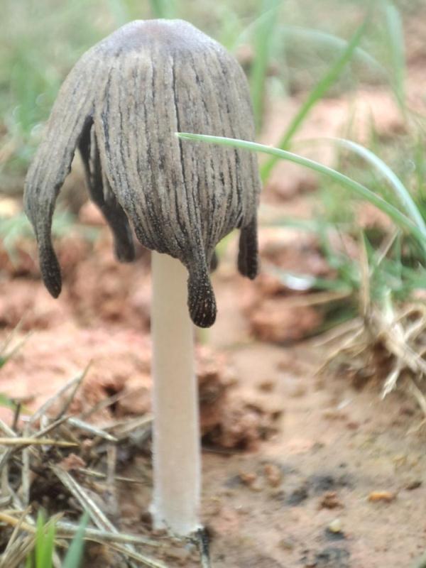 这种自己“融化”的蘑菇，别碰！还有这些提醒