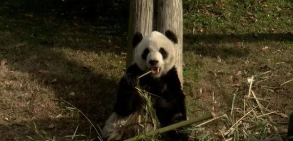 丫丫正式移交中方！孟菲斯动物园办告别派对
