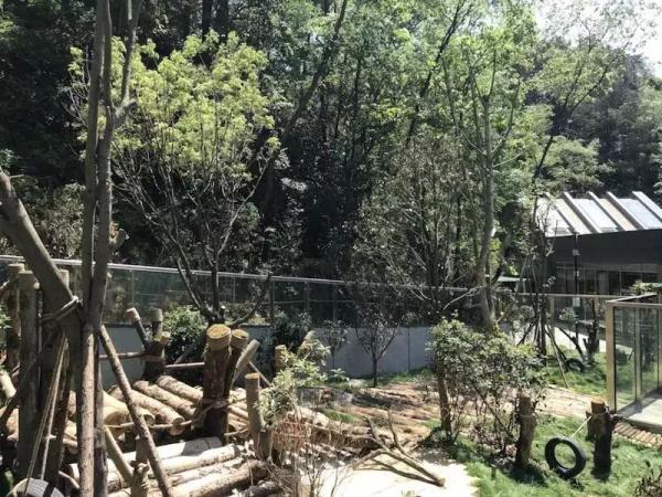 海浜耍宝、星宝犯懒，贵阳这两只大熊猫超萌！网友：可能是全国“性价比”最高的熊猫馆