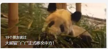 海浜耍宝、星宝犯懒，贵阳这两只大熊猫超萌！网友：可能是全国“性价比”最高的熊猫馆