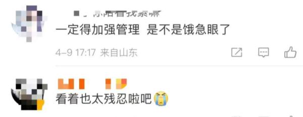 把“同事”吃了！山东一动物园老虎吃了孔雀