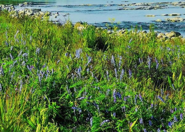 苏东坡最喜欢的“元修菜”，究竟是啥味道？