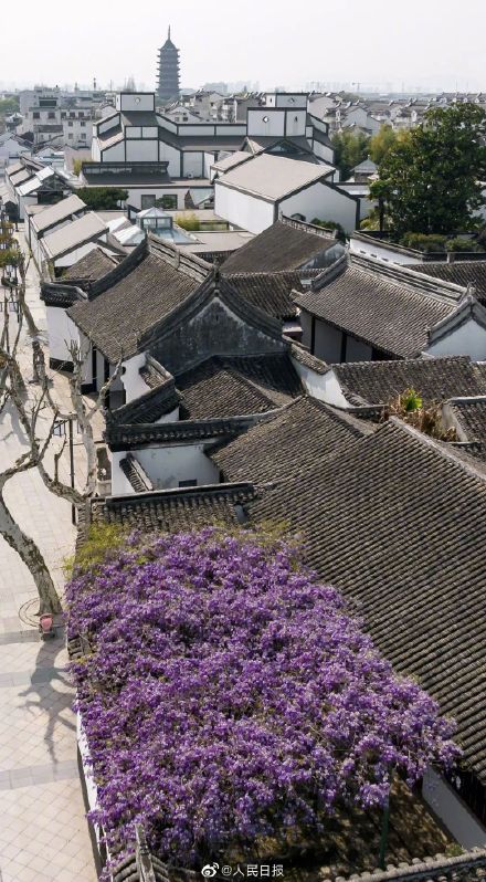 苏州近500年的紫藤是懂配色的